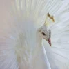 Wandkraft Bright Wings 031 Outlet