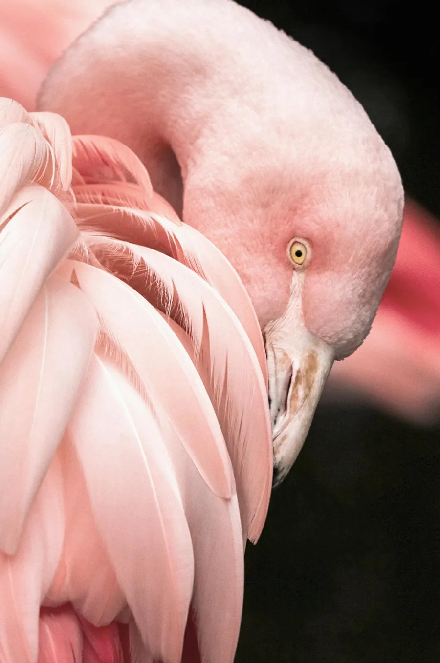 Wandkraft Bright Wings 003 - rond, vierkant of rechthoekig Outlet