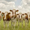Wandkraft Curious Cows Online