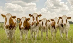 Wandkraft Curious Cows Online