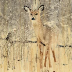 Wandkraft European Wildlife 007 Best