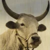 Wandkraft European Wildlife 011