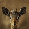 Wandkraft European Wildlife 010 Sale