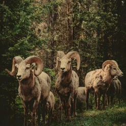 Wandkraft European Wildlife 003 Clearance