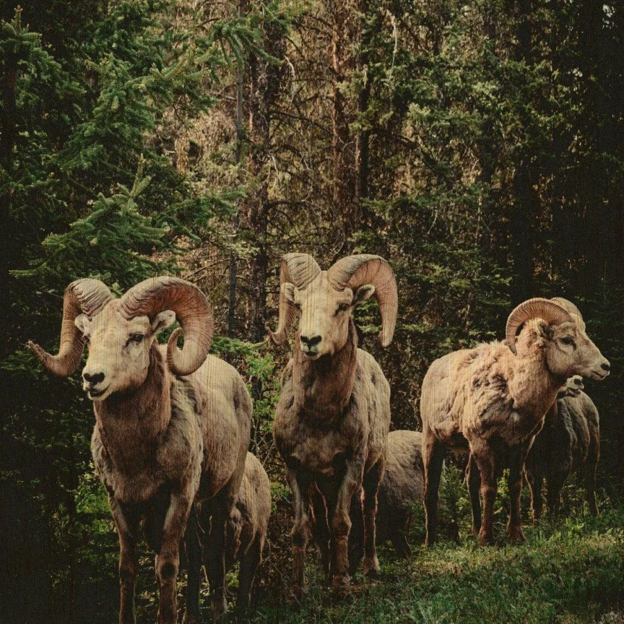 Wandkraft European Wildlife 003 Clearance