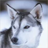 Wandkraft European Wildlife 012 Hot