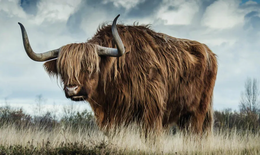 Wandkraft European Wildlife 009 Online