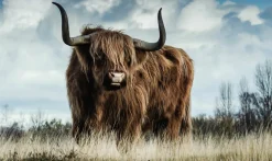 Wandkraft European Wildlife 008 New