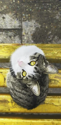 Wandkraft Faces 007 Online