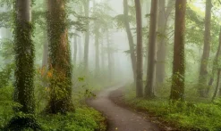 Wandkraft Foggy Mornings New