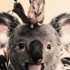 Wandkraft Koala and Meerkat Outlet