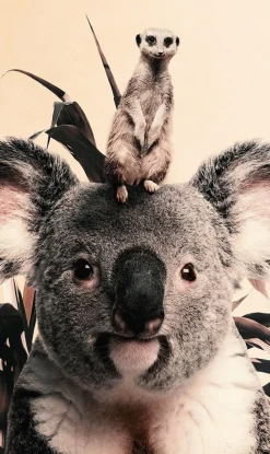 Wandkraft Koala and Meerkat Outlet