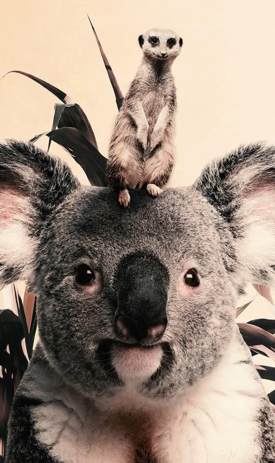 Wandkraft Koala and Meerkat Outlet