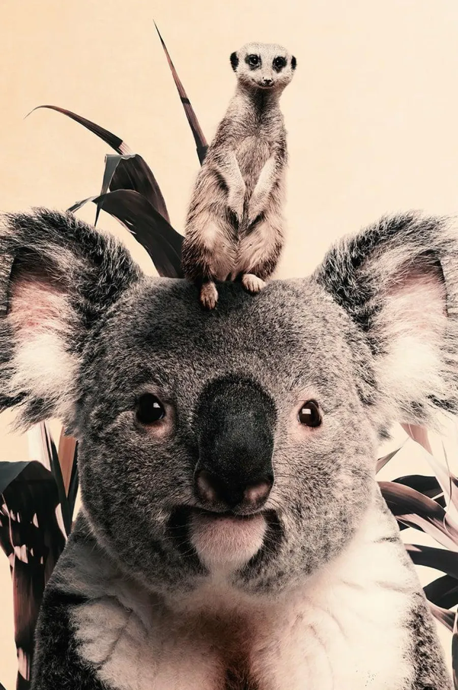 Wandkraft Koala and Meerkat Outlet