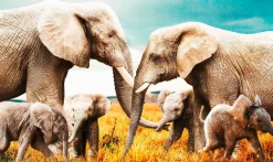 Wandkraft The Elephant Family Discount