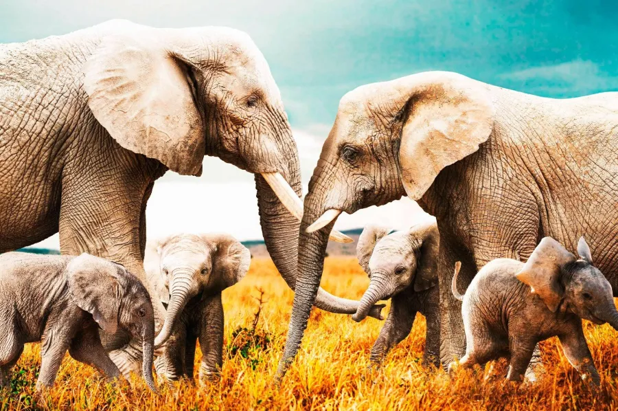 Wandkraft The Elephant Family Discount