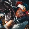 Wandkraft The Mandarin Ducks New