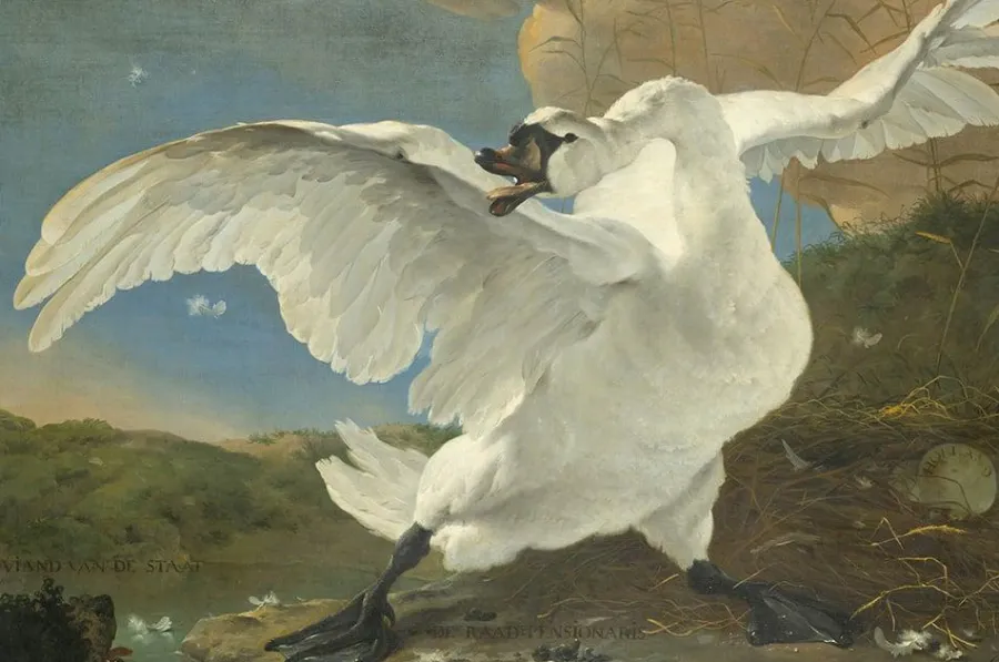 Wandkraft The Threatened Swan by Jan Asselijn Discount