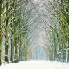 Wandkraft Tunnel of Trees Discount