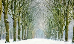 Wandkraft Tunnel of Trees Discount