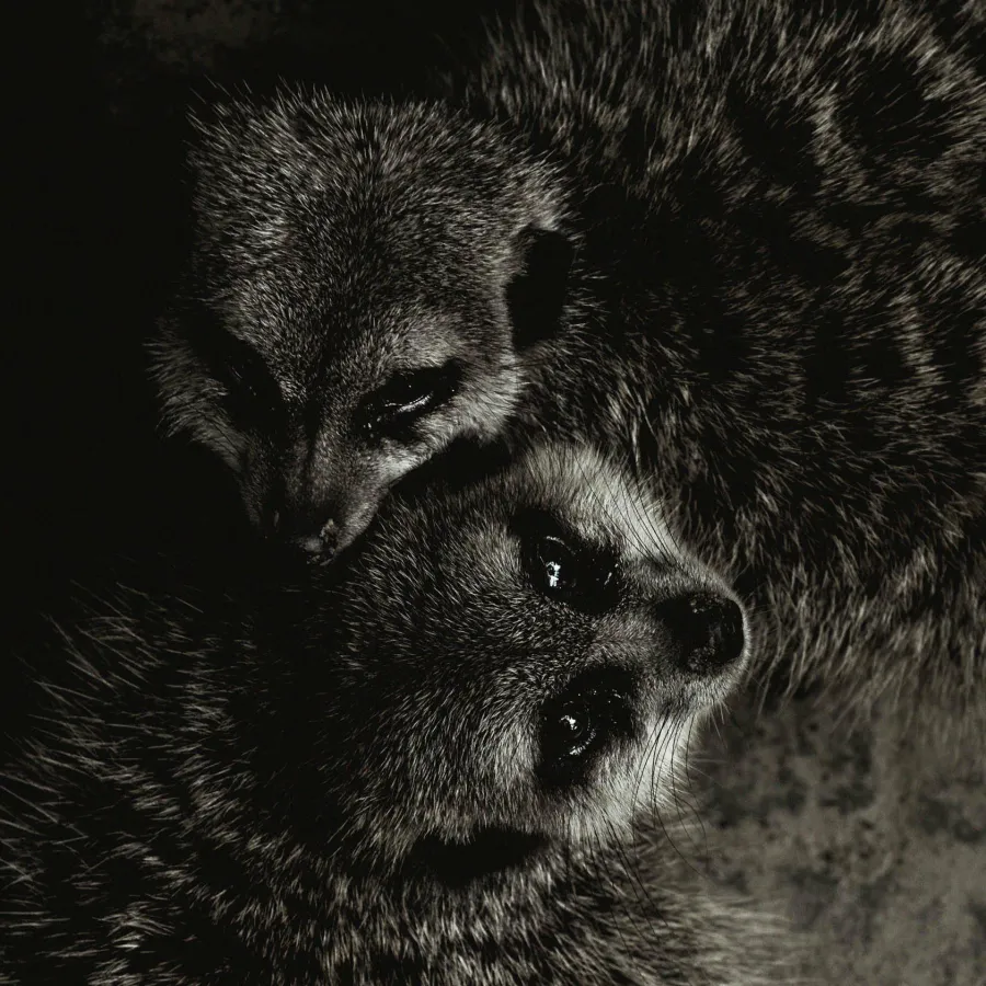 Wandkraft Wildlife 003 Online