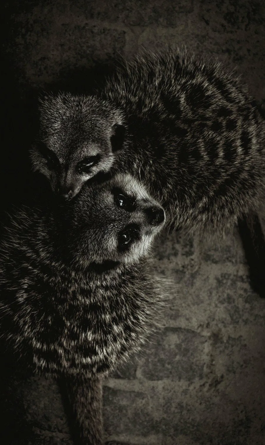 Wandkraft Wildlife 003 Online