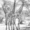 Wandkraft Wildlife 015