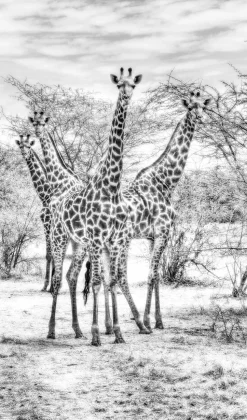 Wandkraft Wildlife 015