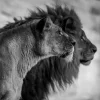 Wandkraft Wildlife 019