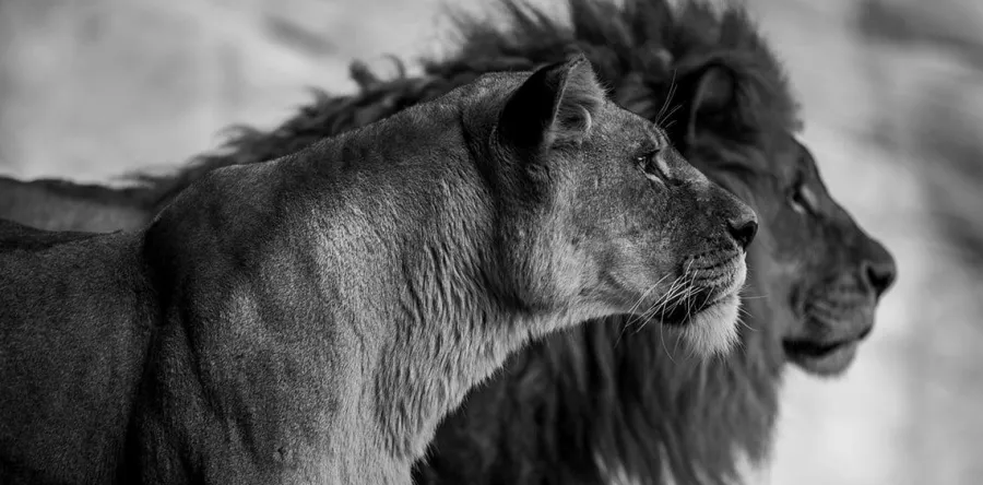 Wandkraft Wildlife 019
