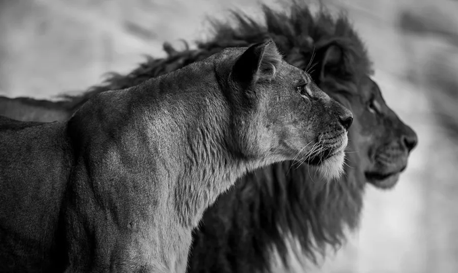 Wandkraft Wildlife 019