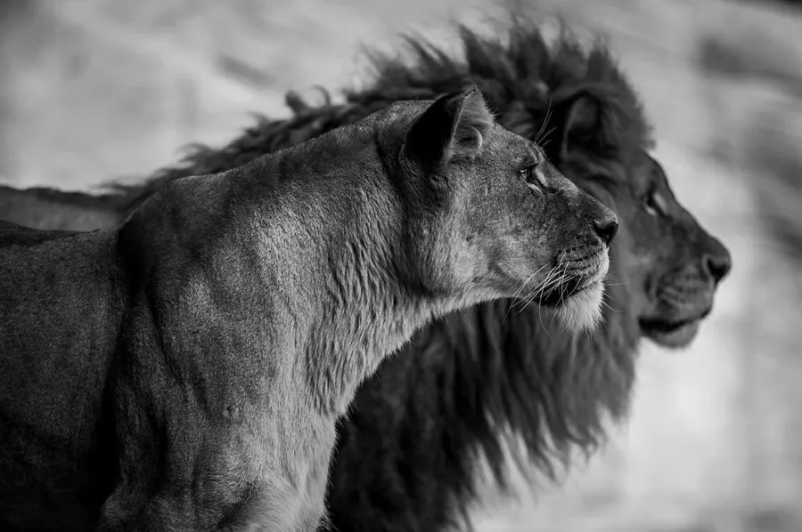 Wandkraft Wildlife 019