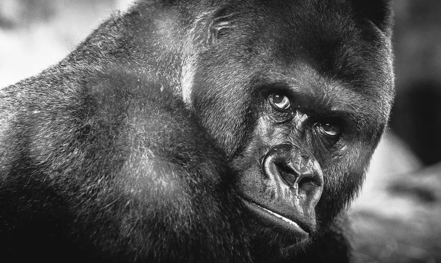 Wandkraft Wildlife 016