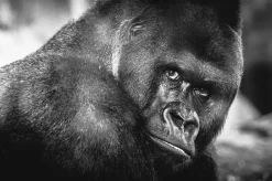Wandkraft Wildlife 016