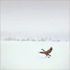 Wandkraft Winter Wonders 000 Hot