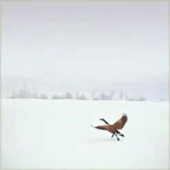 Wandkraft Winter Wonders 000 Hot