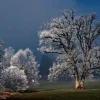 Wandkraft Winter Wonders 007 Discount