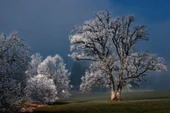Wandkraft Winter Wonders 007 Discount